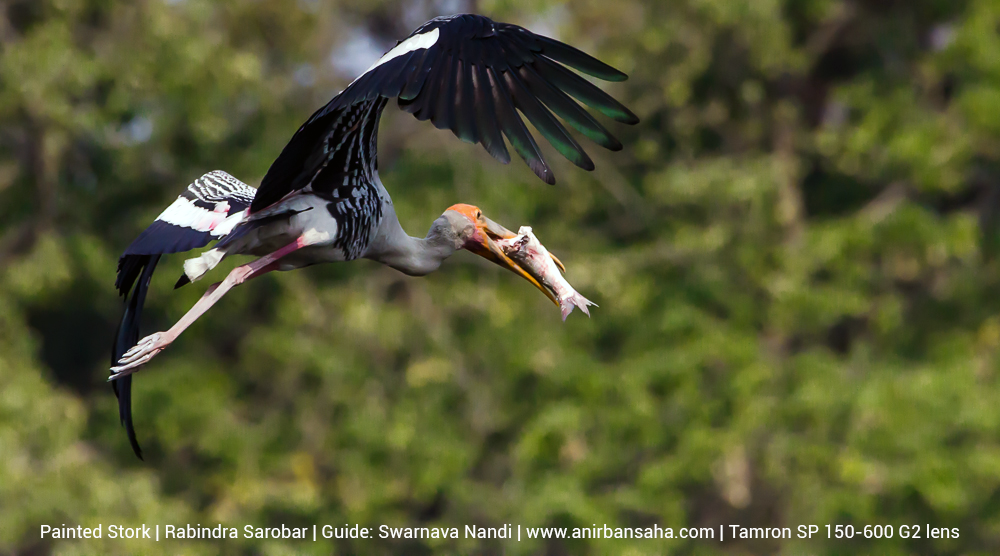 painted stork, rabindra sarobar birds, rabindra sarobar bird photographs