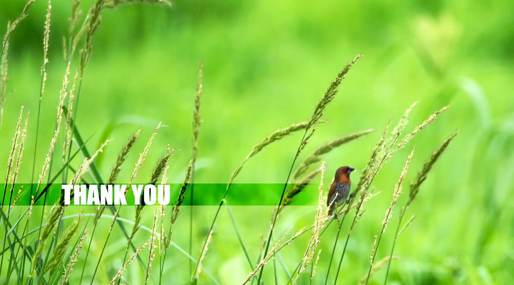 scaly breasted munia, rajarhat kolkata