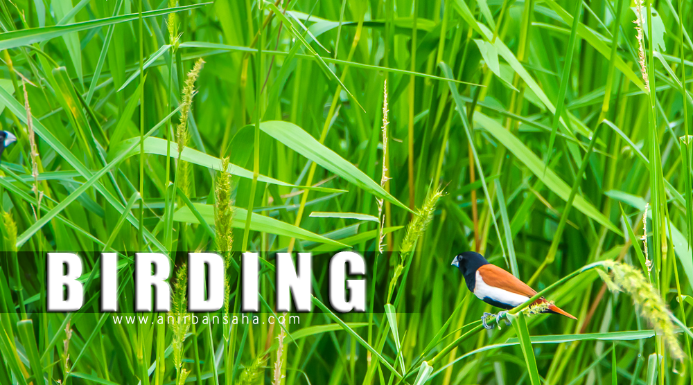 tricoloured munia, rajarhat kolkata