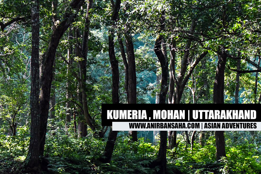 birding in kumeria mohan uttarakhand