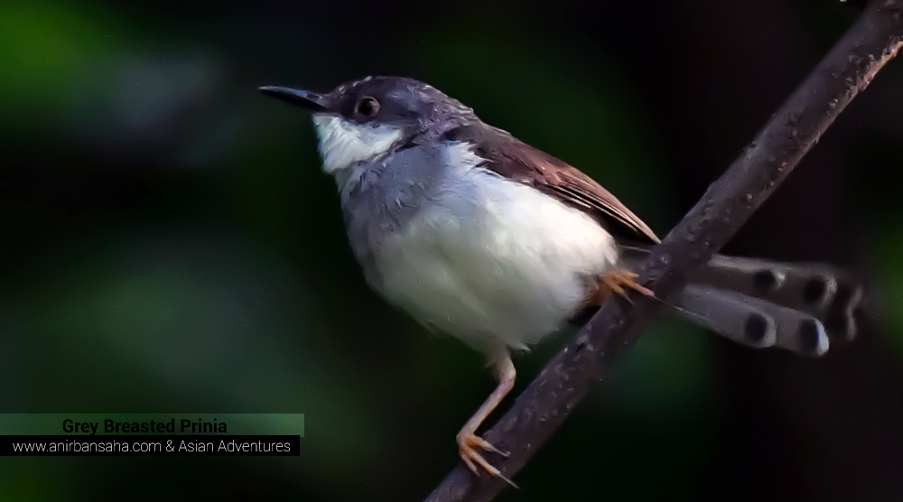 Grey Breasted Prinia,pangot sattal birding, pangot sattal blog, uttarakhand tourism, uttakhand birding