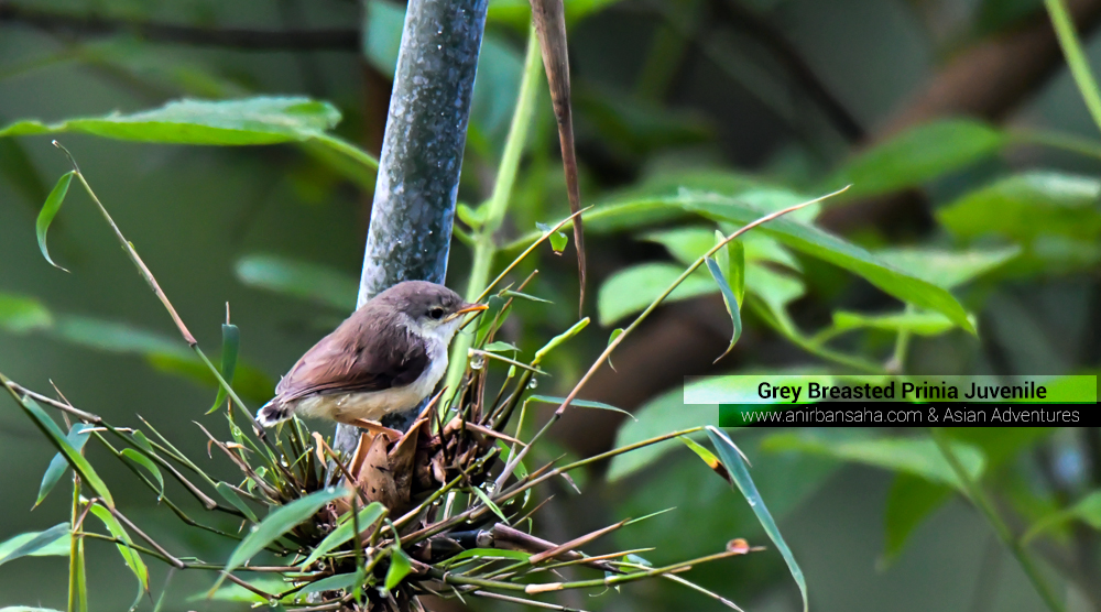 Grey Breasted Prinia Juvenile,pangot sattal birding, pangot sattal blog, uttarakhand tourism, uttakhand birding