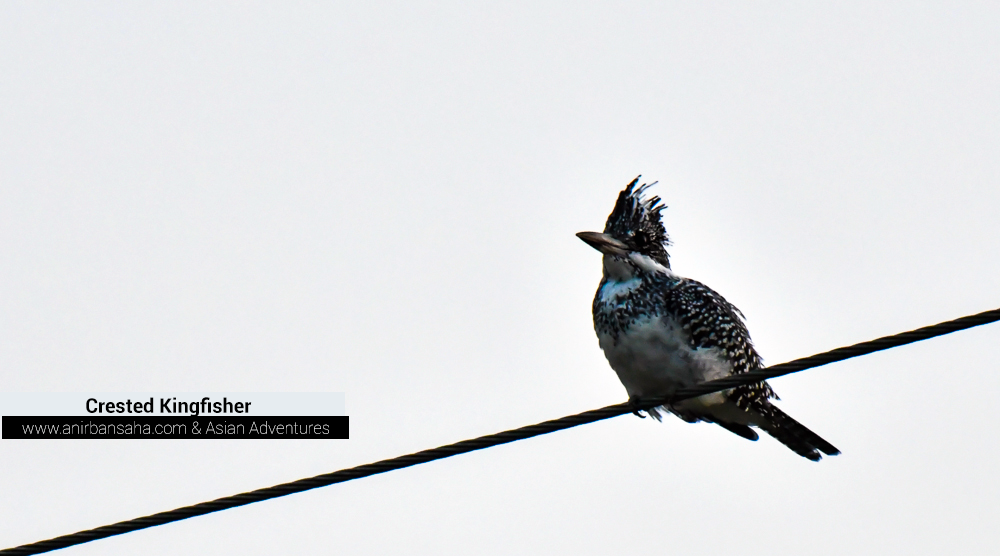 Crested Kingfisher, birding sattal pangot,pangot sattal birding, pangot sattal blog, uttarakhand tourism, uttakhand birding