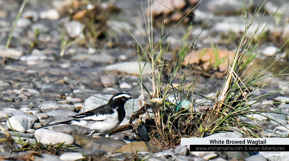 White Browed Wagtail, birding in kumeria mohan pangot sattal,pangot sattal birding, pangot sattal blog, uttarakhand tourism, uttakhand birding