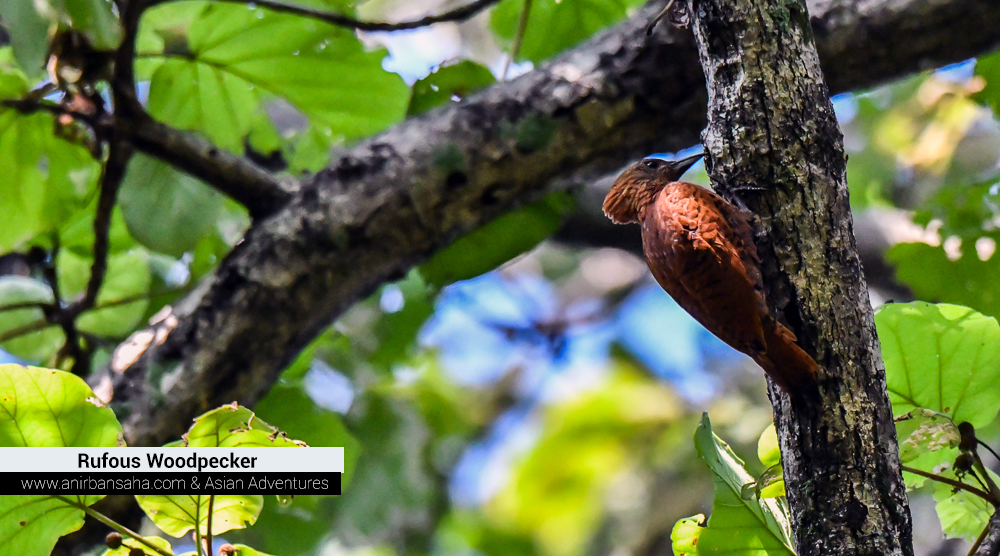 Rufous Woodpecker, sattal pangot,pangot sattal birding, pangot sattal blog, uttarakhand tourism, uttakhand birding