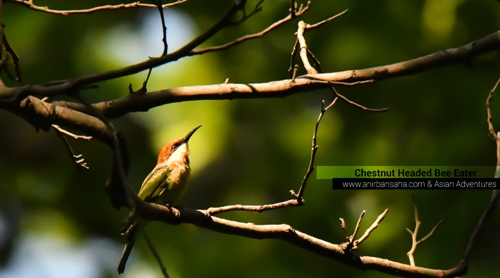 Chestnut headed bee eater, sattal pangot birding,pangot sattal birding, pangot sattal blog, uttarakhand tourism, uttakhand birding