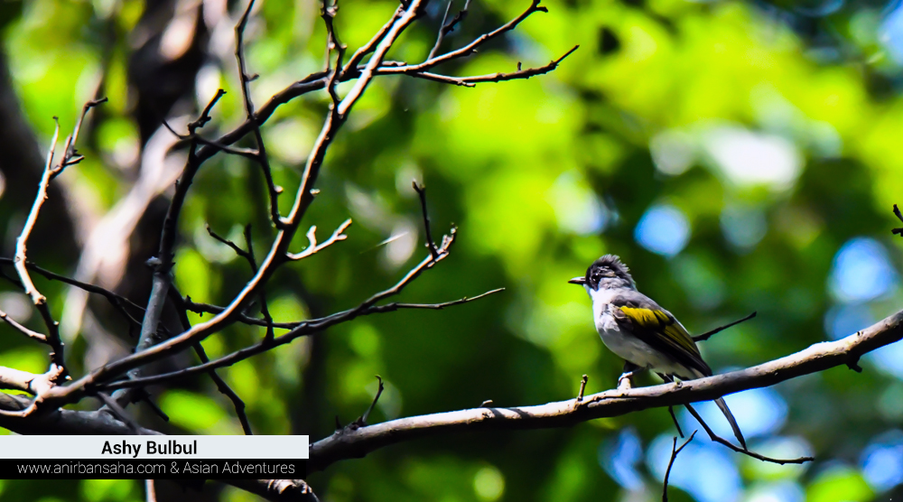 Ashy bulbul, sattal pangot birding,pangot sattal birding, pangot sattal blog, uttarakhand tourism, uttakhand birding