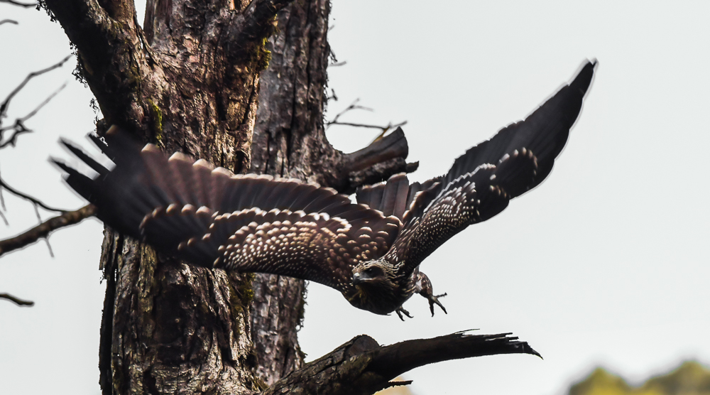 black eared kite,pangot sattal birding, pangot sattal blog, uttarakhand tourism, uttakhand birding