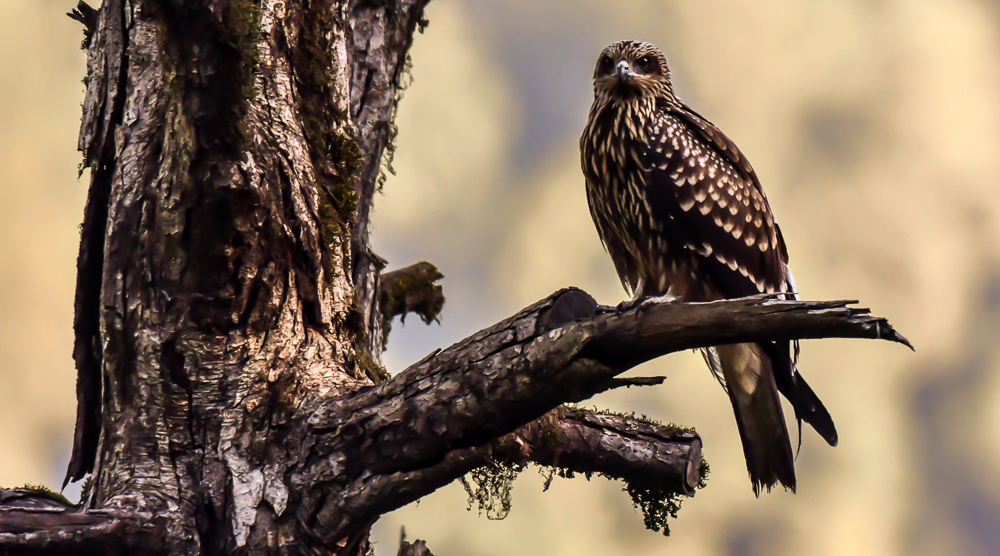 black eared kite,pangot sattal birding, pangot sattal blog, uttarakhand tourism, uttakhand birding