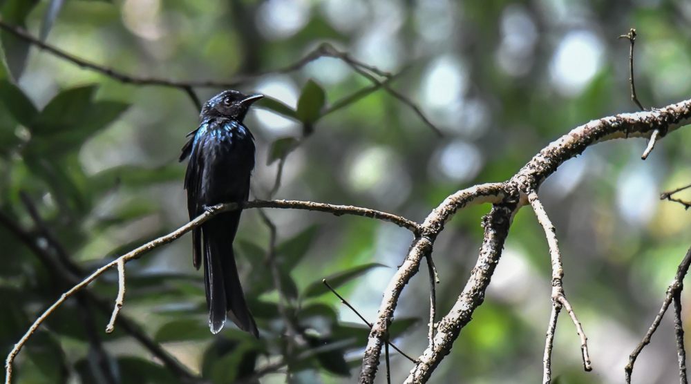 bronze drongo,pangot sattal birding, pangot sattal blog, uttarakhand tourism, uttakhand birding