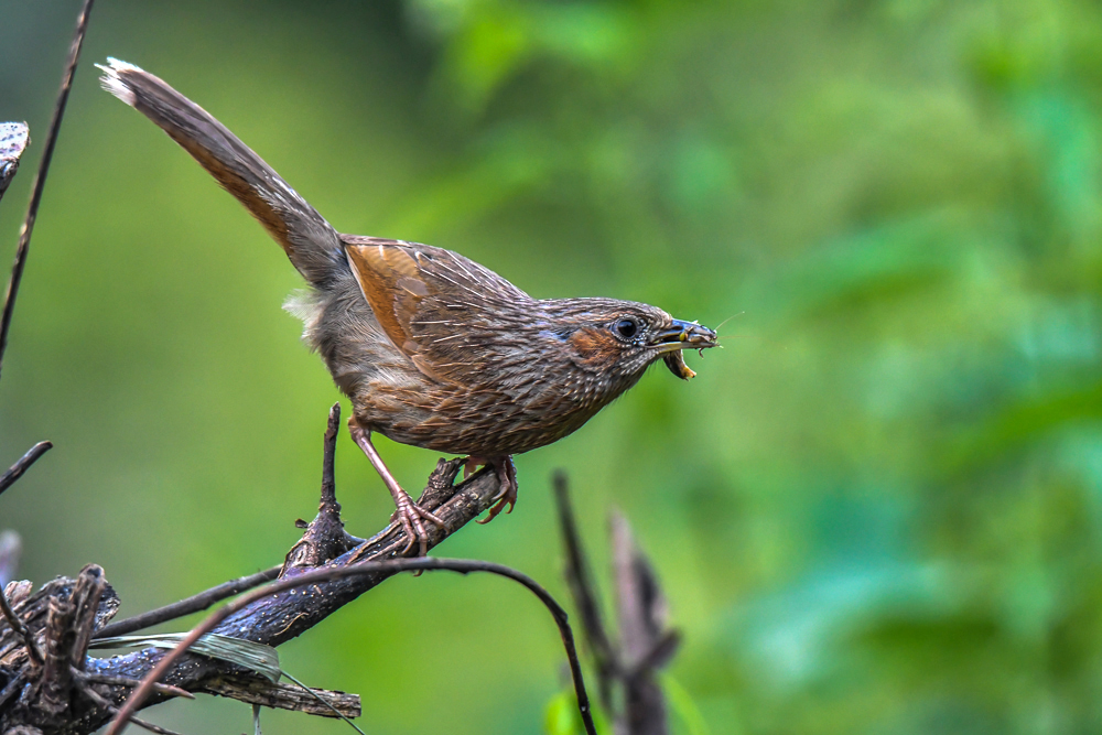 Streaked Laughingthrush, jungle lore pangot, asian adventures,pangot sattal birding, pangot sattal blog, uttarakhand tourism, uttakhand birding