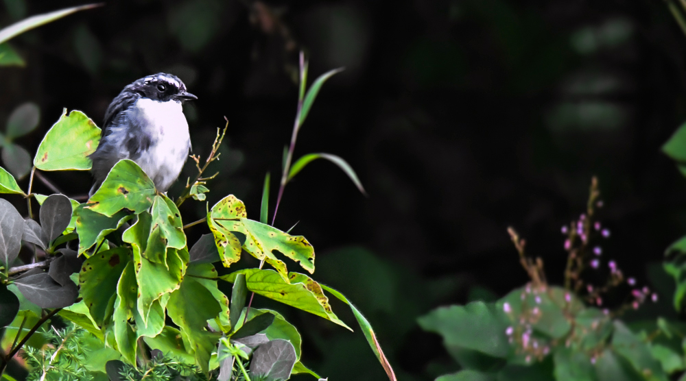 Grey bushchat,pangot sattal birding, pangot sattal blog, uttarakhand tourism, uttakhand birding