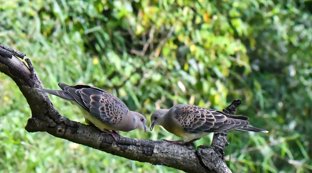 Oriental Turtle Dove India Pangot Sattal birding,pangot sattal birding, pangot sattal blog, uttarakhand tourism, uttakhand birding