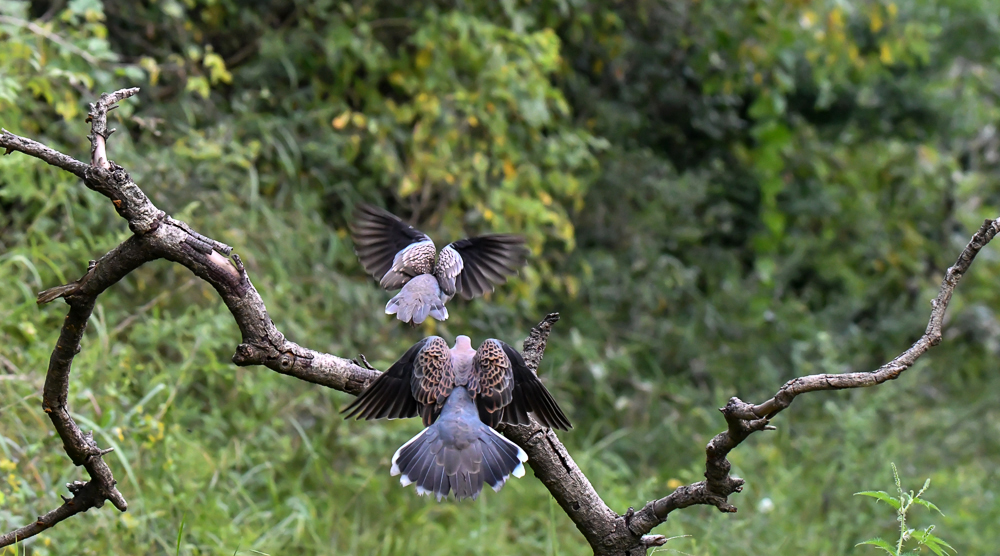 Oriental Turtle Dove, Spotted Dove,pangot sattal birding, pangot sattal blog, uttarakhand tourism, uttakhand birding