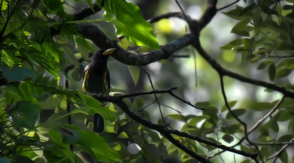 great barbet,pangot sattal birding, pangot sattal blog, uttarakhand tourism, uttakhand birding