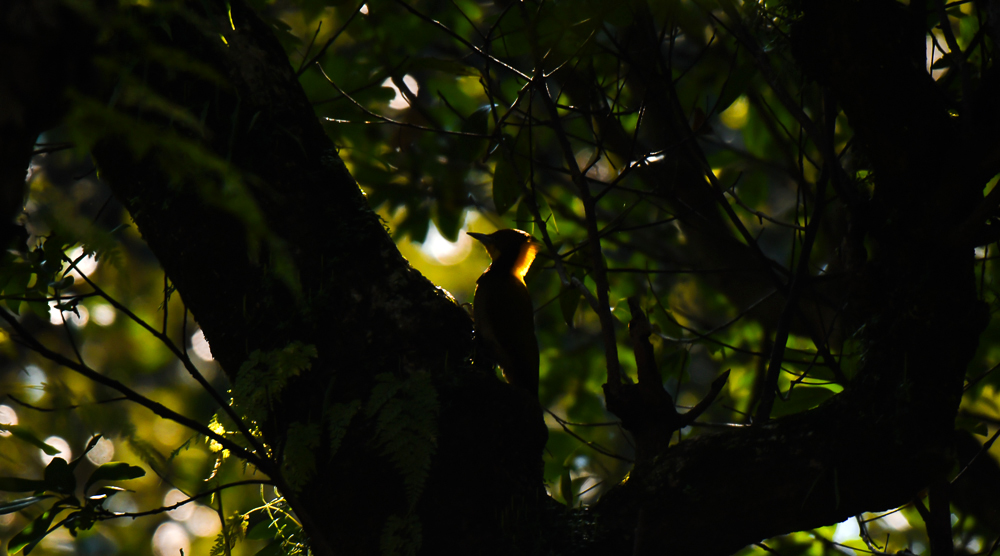 greater yellow nape,pangot sattal birding, pangot sattal blog, uttarakhand tourism, uttakhand birding