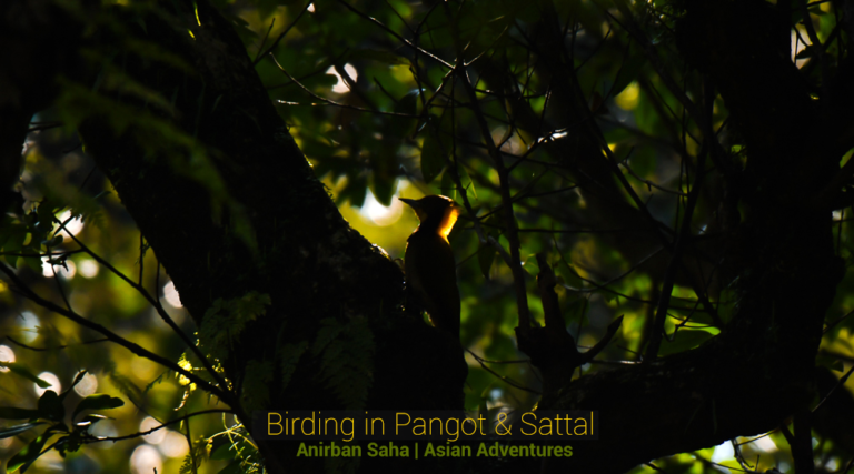 Birding in Pangot, Sattal and in Dhikuli.
