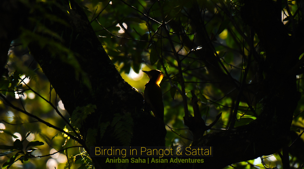 pangot sattal birding blog