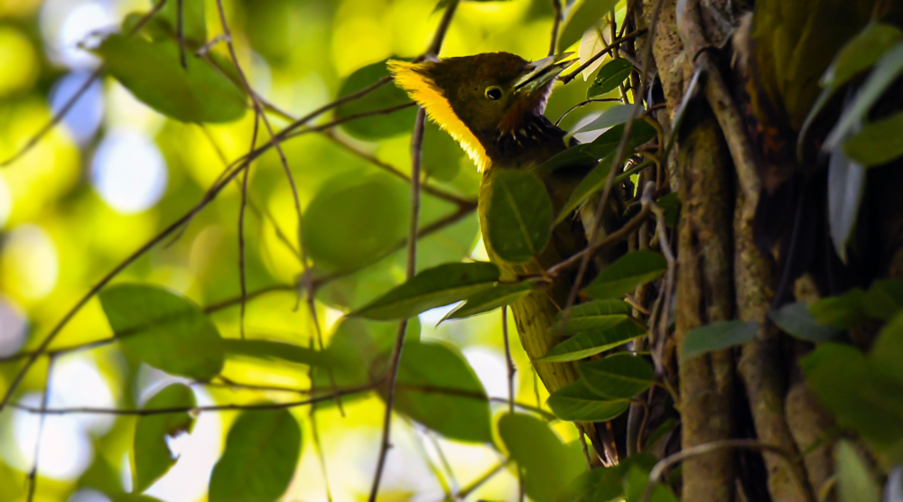 greater yellow nape,pangot sattal birding, pangot sattal blog, uttarakhand tourism, uttakhand birding