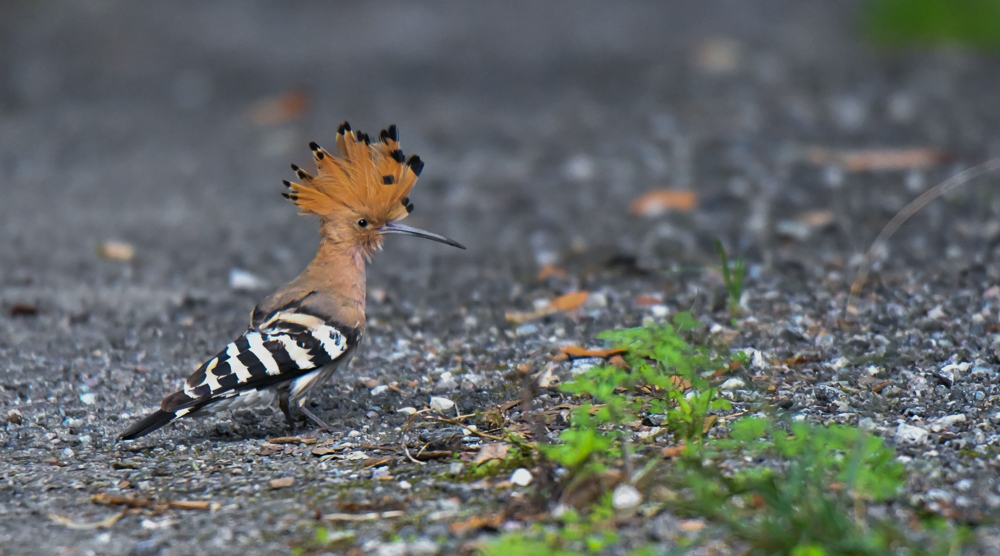 Hoopoe, pangot, pangot sattal birding,pangot sattal birding, pangot sattal blog, uttarakhand tourism, uttakhand birding