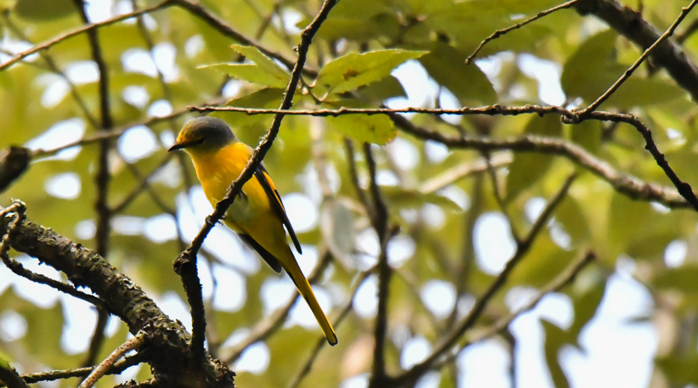 long tailed minivet female,pangot sattal birding, pangot sattal blog, uttarakhand tourism, uttakhand birding