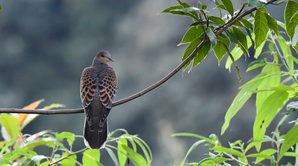 oriental turtle dove, pangot sattal birding,pangot sattal birding, pangot sattal blog, uttarakhand tourism, uttakhand birding