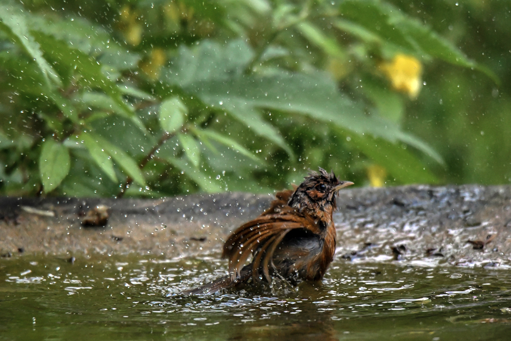 Streaked Laughingthrush in jungle lore pangot,pangot sattal birding, pangot sattal blog, uttarakhand tourism, uttakhand birding