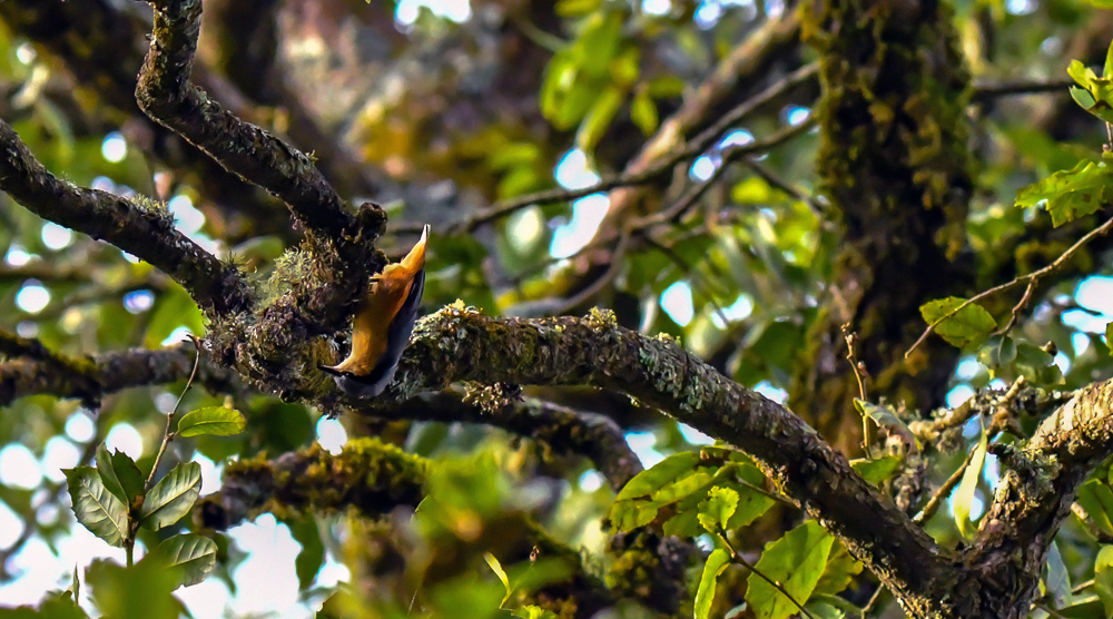 Chestnut Bellied Nuthatch, pangot sattal birding,pangot sattal birding, pangot sattal blog, uttarakhand tourism, uttakhand birding