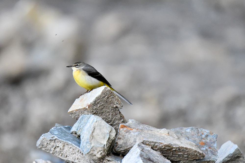 Grey Wagtail, pangot sattal birding, pangot sattal blog, uttarakhand tourism, uttakhand birding