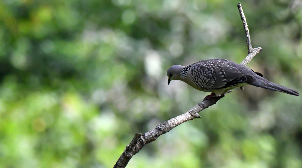 spotted dove, jungle lore birding lodge, pangot sattal birding,pangot sattal birding, pangot sattal blog, uttarakhand tourism, uttakhand birding