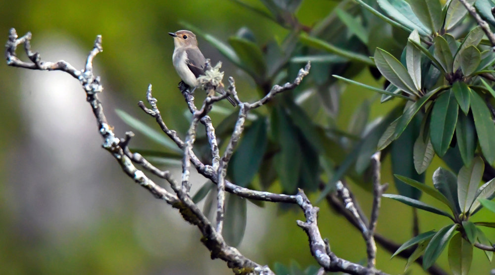 ultramarine flycatcher female, pangot sattal birding, pangot sattal birding, pangot sattal blog, uttarakhand tourism, uttakhand birding