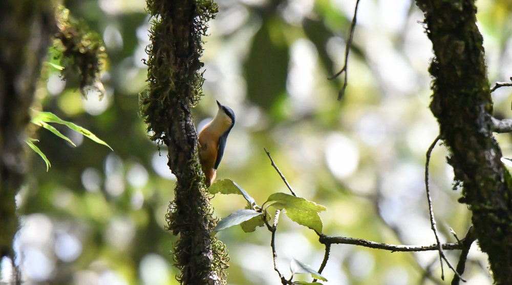 pangot sattal birding, White Tailed Nuthatch,pangot sattal birding, pangot sattal blog, uttarakhand tourism, uttakhand birding