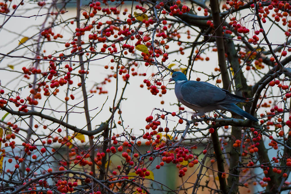 Common Wood Pigeon