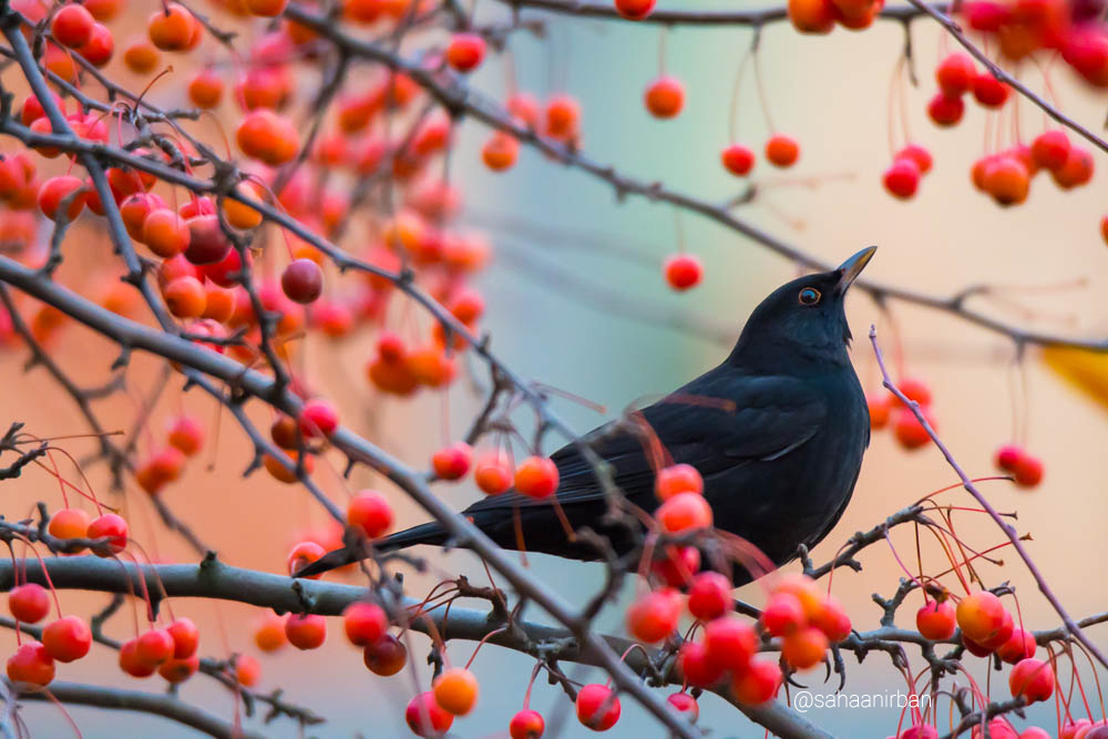 common black bird, birds in germany, germany birding