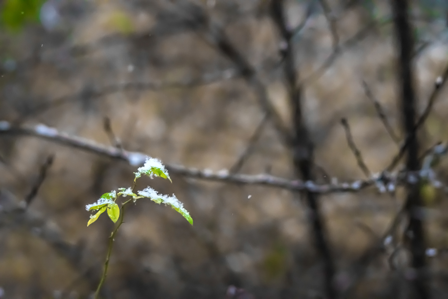 snow in Magdeburg