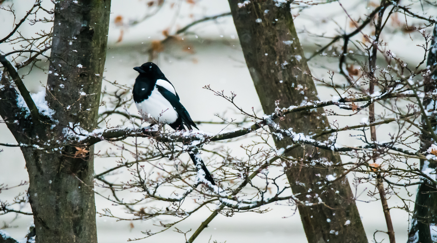 snow in magdeburg, germany