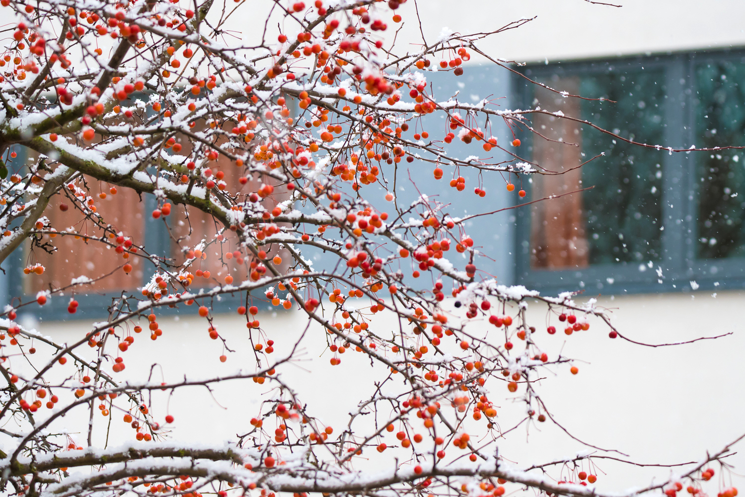 Snow in Magdeburg