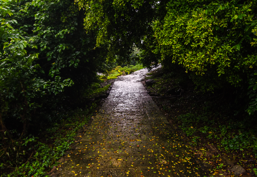 street through forest