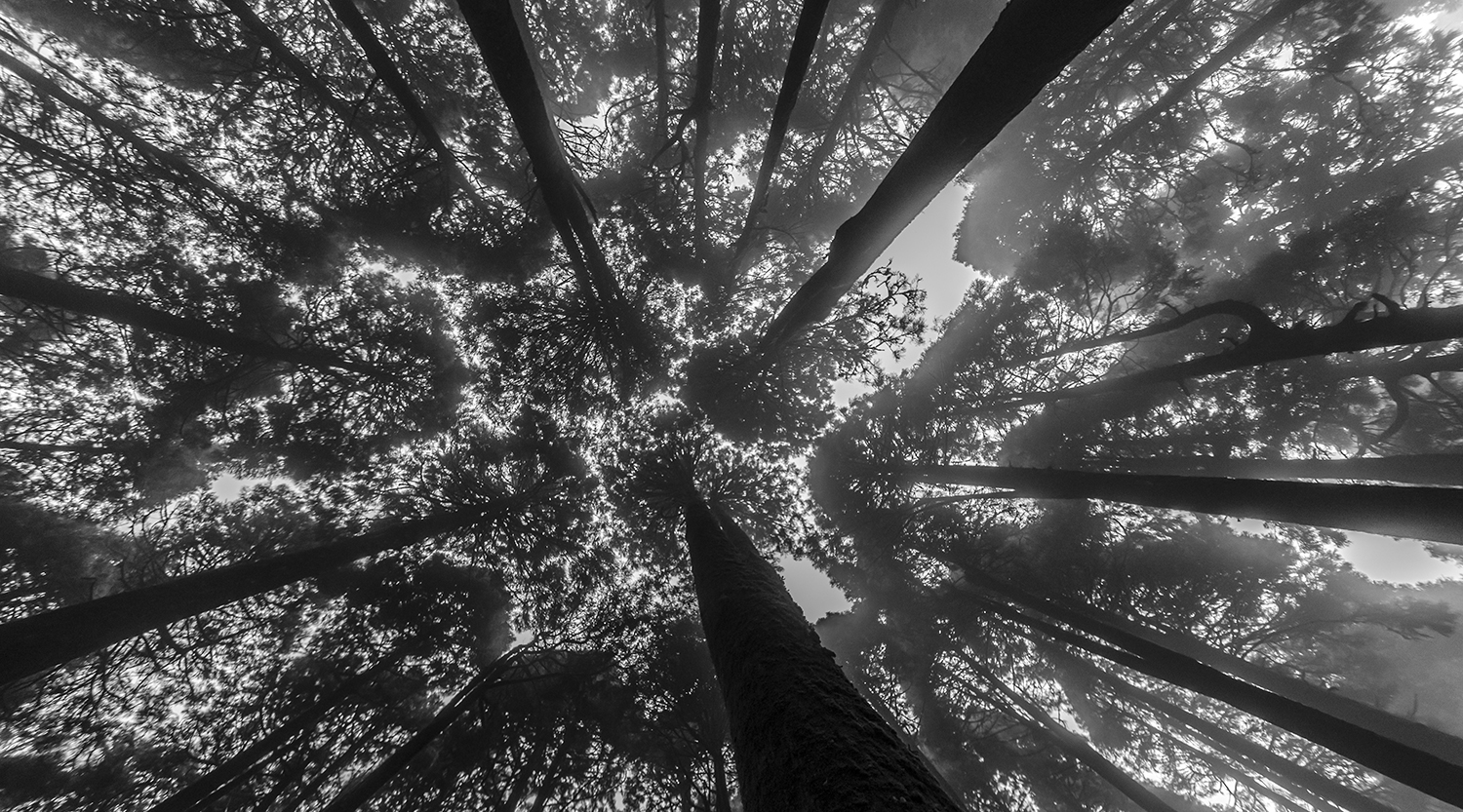 sikkim forest