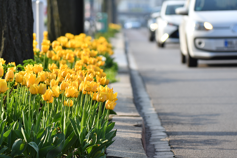 spring, magdeburg