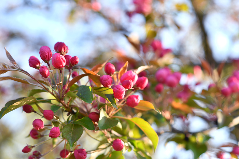 Magdeburg, flowers