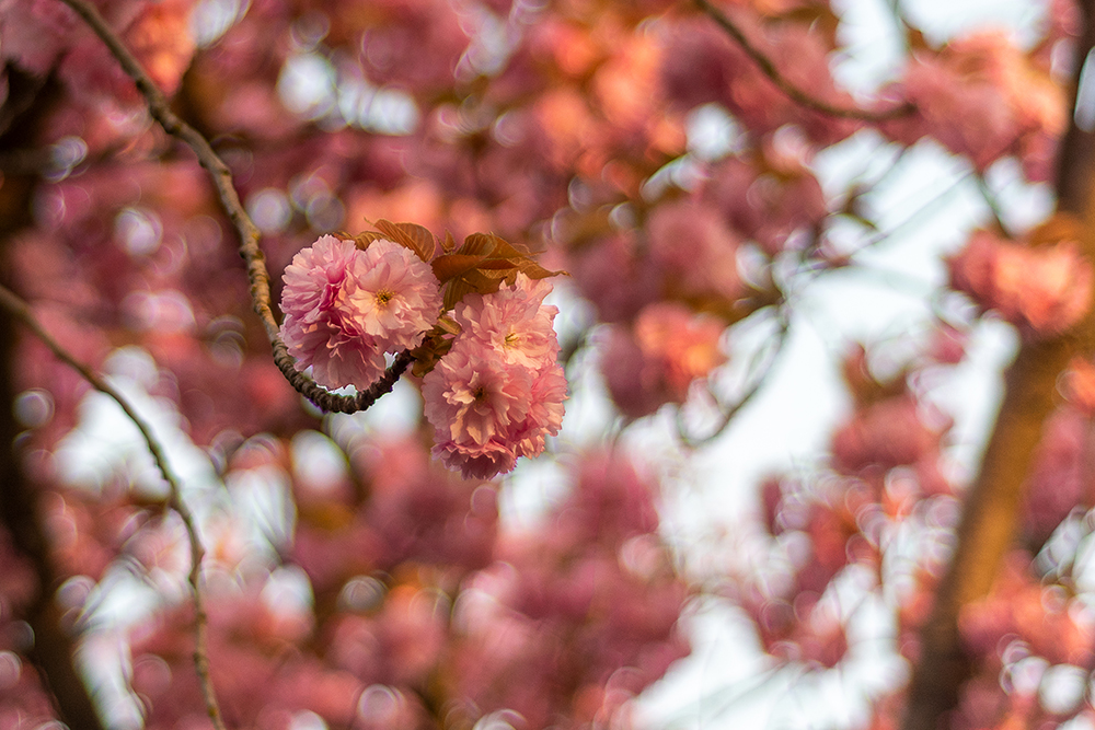 cherry blossoms, magdeburg