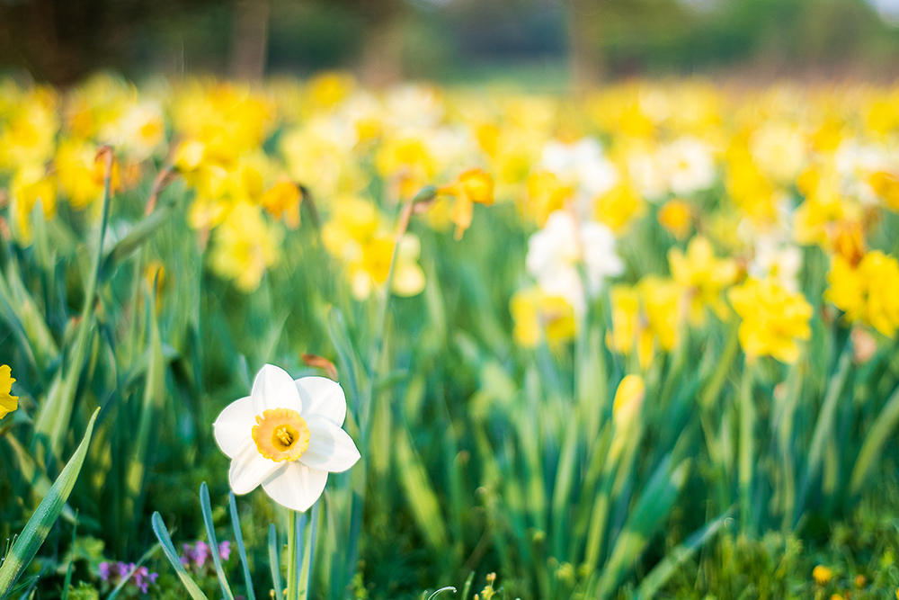 magdeburg, daffodil