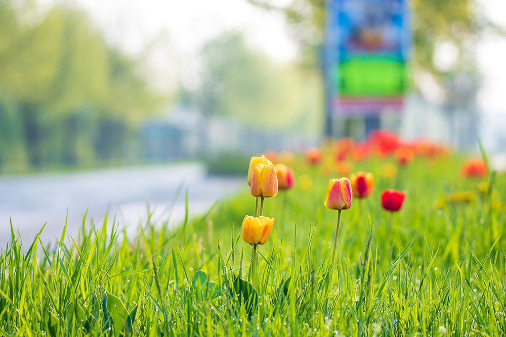 tulips, magdeburg