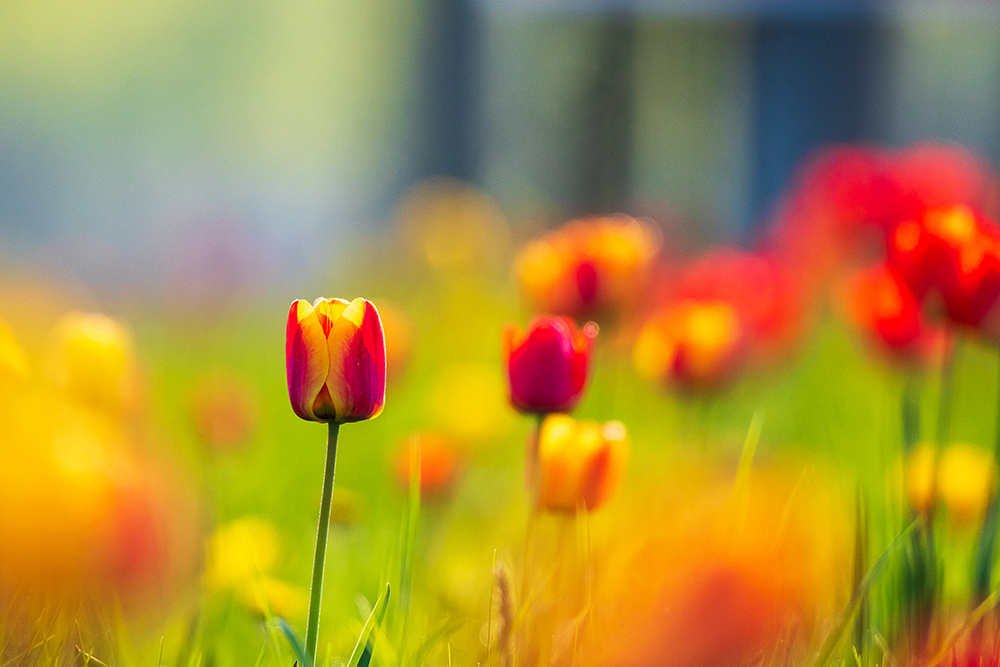 tulips, magdeburg