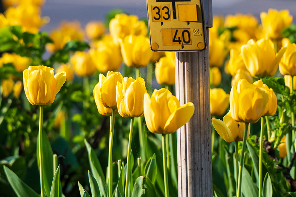 tulips, magdeburg