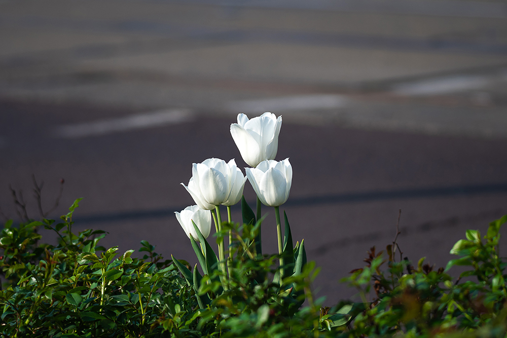tulips, magdeburg