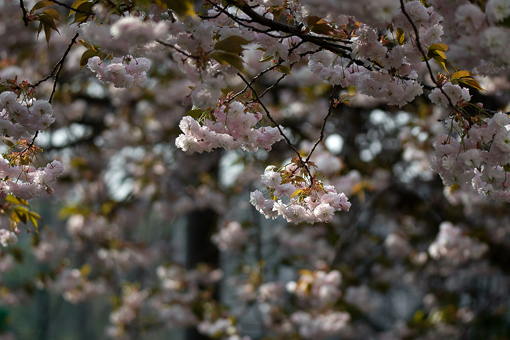 spring, magdeburg