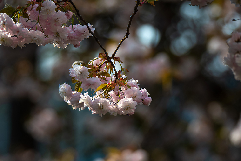 cherry blossoms, Magdeburg