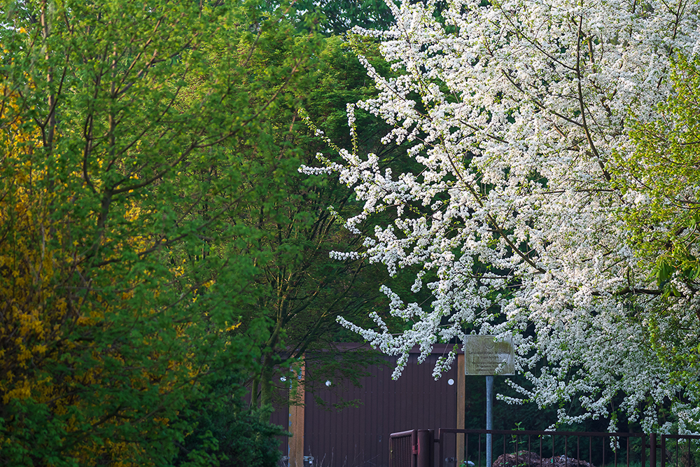 spring, magdeburg